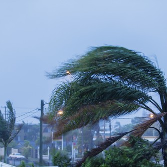 Palm tree bent by hurricane wind